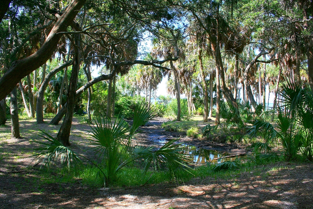 Тропический лес Гренвилла Тропический лес Гренвилла