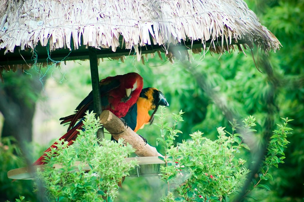 Попугаи Ара Попугаи Ара