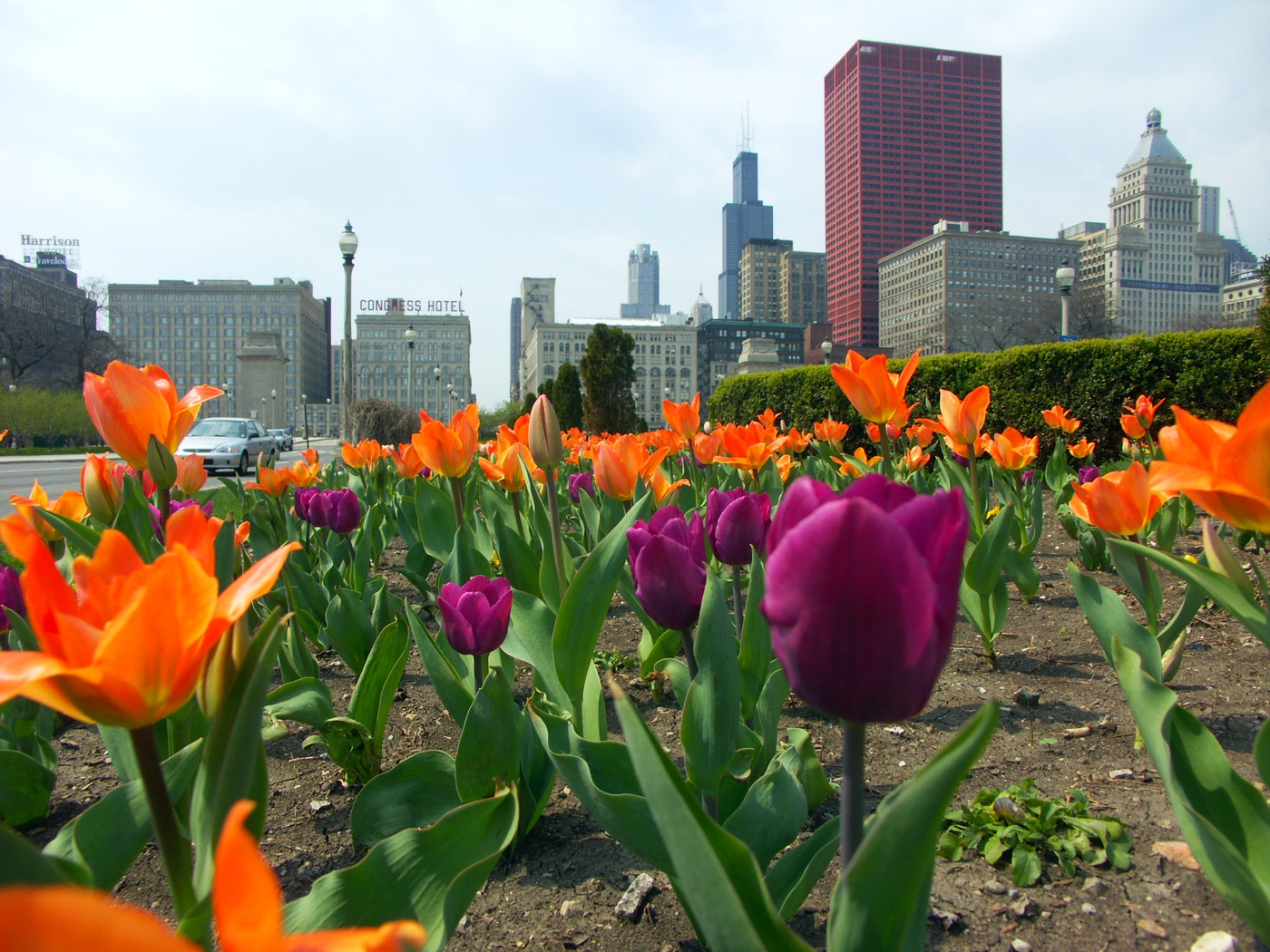 Тюльпаны Тюльпаны