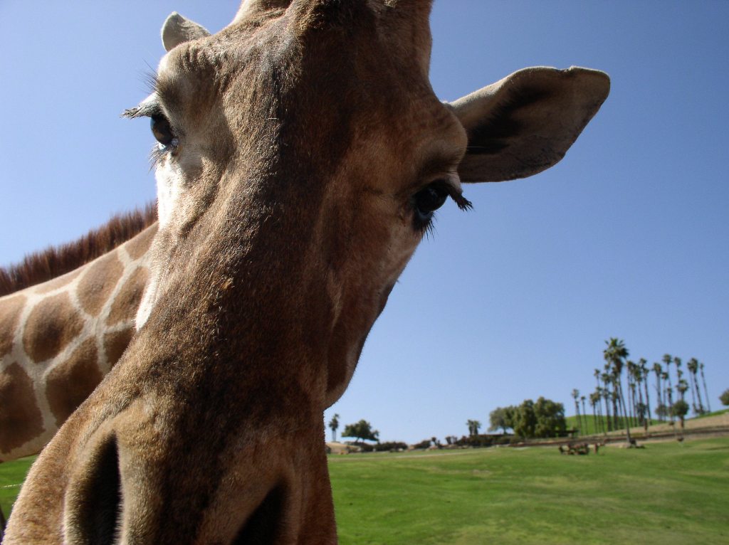 Жираф в зоопарке Сан-Диего