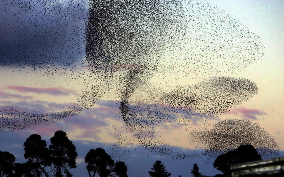 Мурмурация скворцов 5-samyh-porazitelnyh-javlenij-zhivotnogo-mira-2.jpg