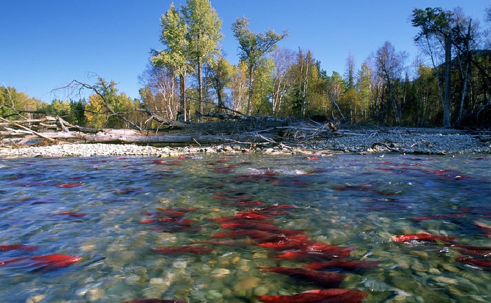 Нерест лосося 5-samyh-porazitelnyh-javlenij-zhivotnogo-mira-4.jpg