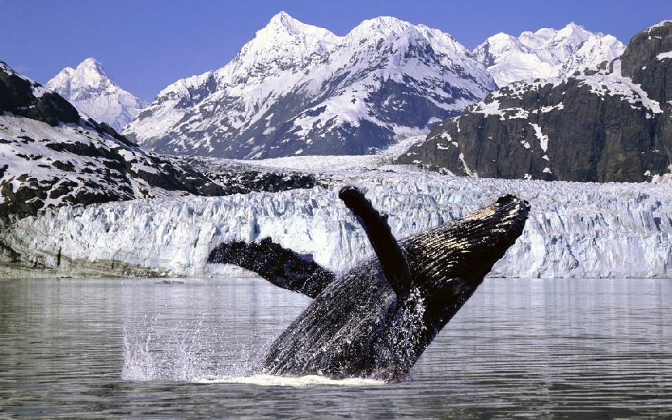 США 10-luchshih-mest-dlja-nabljudenija-za-kitami-1.jpg