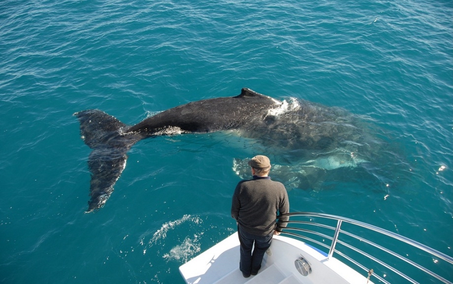 Австралия 10-luchshih-mest-dlja-nabljudenija-za-kitami-10.jpg