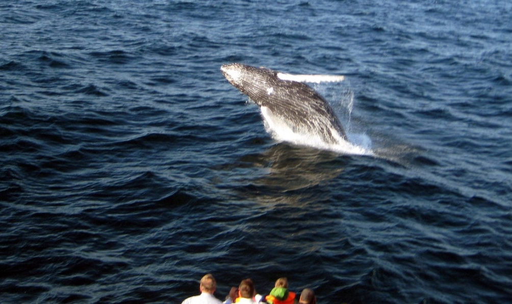 Исландия 10-luchshih-mest-dlja-nabljudenija-za-kitami-2.jpg