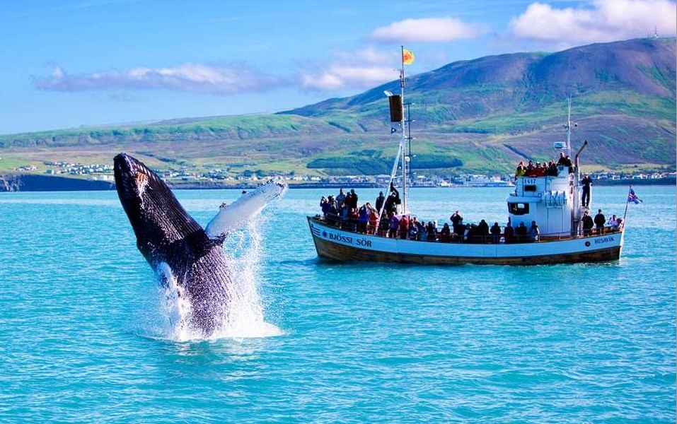 Норвегия 10-luchshih-mest-dlja-nabljudenija-za-kitami-3.jpg