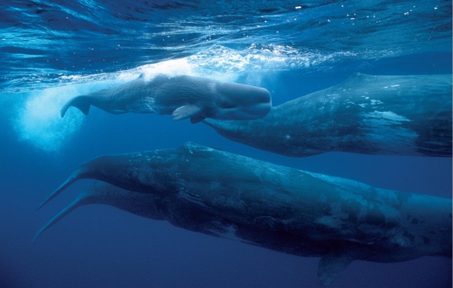 Азорские острова 10-luchshih-mest-dlja-nabljudenija-za-kitami-4.jpg