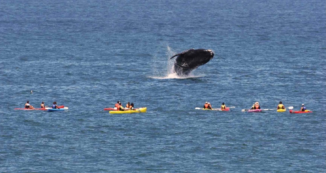 ЮАР 10-luchshih-mest-dlja-nabljudenija-za-kitami-5.jpg