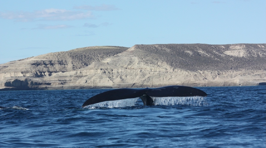 Аргентина 10-luchshih-mest-dlja-nabljudenija-za-kitami-7.jpg