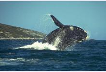 Аргентина ждет любителей китов
