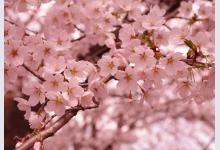 Sakura Festival пройдет в Венгрии