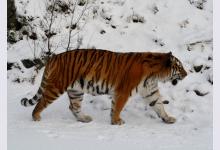 Туристов приглашают в Приморье наблюдать за тиграми