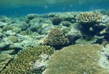 Земля теряет Большой Барьерный риф