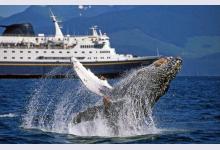 10 лучших мест для наблюдения за китами