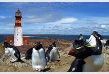 Как гнездятся пингвины в Аргентине