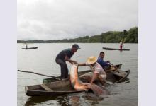 Как рыбачат и охотятся индейцы Амазонии