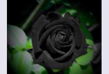 Как в Турции выращивают чёрные розы
