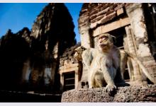 Как живется обезьянам в храмах Лопбури