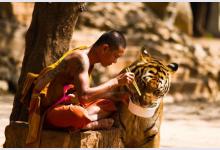 Как живёт тигриный монастырь в Таиланде