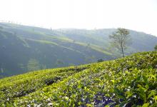 Путешествие в королевство чая — Цейлон