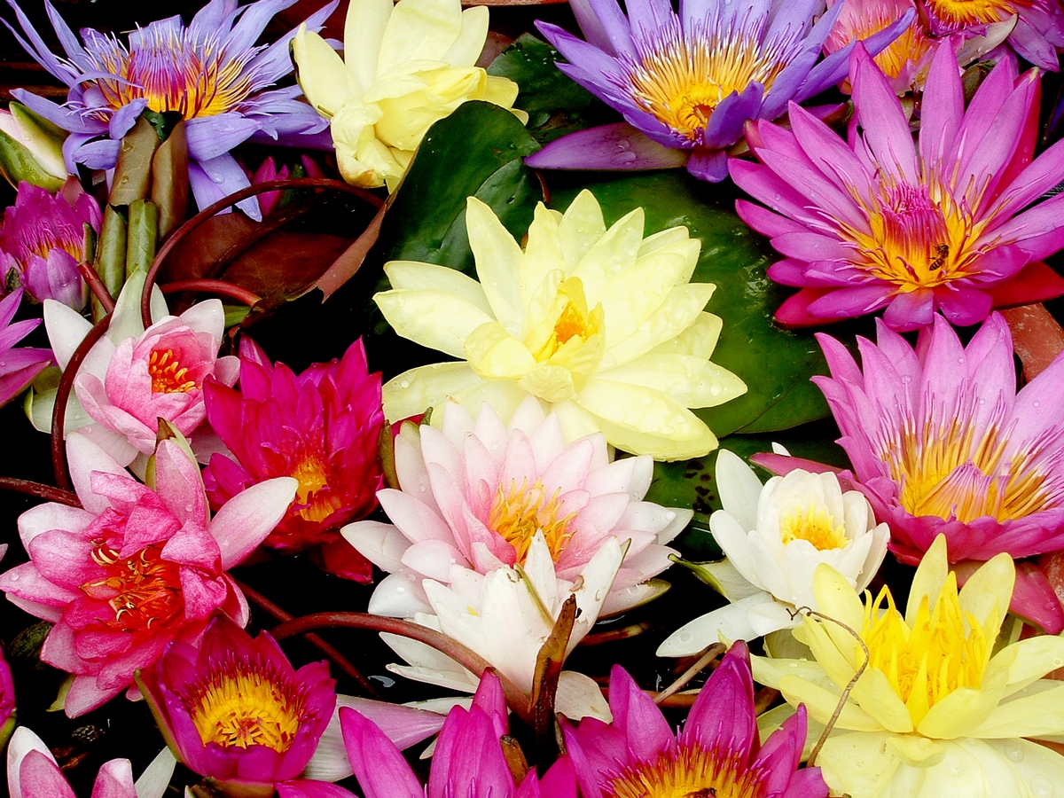 Лотос — символ Дня рождения Будды Лотос — символ Дня рождения Будды